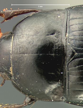 Media type: image;   Entomology 5679 Aspect: pronotum dorsal